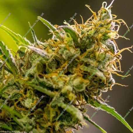 Apollo Haze Regular Marijuana Strain by Brothers Grimm Seeds For Sale Online at Cannabis Seeds Outlet