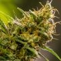 Apollo Haze Regular Marijuana Strain by Brothers Grimm Seeds For Sale Online at Cannabis Seeds Outlet