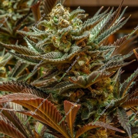 Cinderella Regular Marijuana Strain by Brothers Grimm Seeds For Sale Online at Cannabis Seeds Outlet