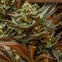 Cinderella Regular Marijuana Strain by Brothers Grimm Seeds For Sale Online at Cannabis Seeds Outlet