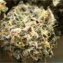 Brothers Grimm Seeds Cinderella Smoke Buds Weed Ganja Skunk Dope Pot Images Pics Nuggets