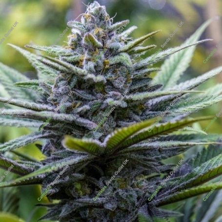 Crystal Blue Regular Marijuana Strain by Brothers Grimm Seeds For Sale Online at Cannabis Seeds Outlet