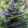 Crystal Blue Regular Marijuana Strain by Brothers Grimm Seeds For Sale Online at Cannabis Seeds Outlet
