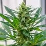 Durban Thai x C99 Reg Marijuana Strain by Brothers Grimm Seeds For Sale Online at Cannabis Seeds Outlet