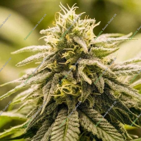 G13 Genius Feminized Marijuana Strain by Brothers Grimm Seeds For Sale Online at Cannabis Seeds Outlet