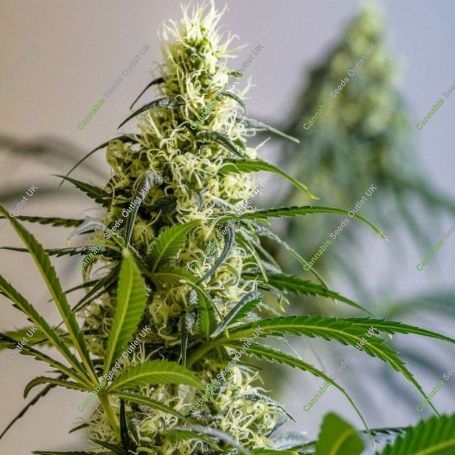 Green Avenger Regular Marijuana Strain by Brothers Grimm Seeds For Sale Online at Cannabis Seeds Outlet