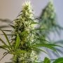 Green Avenger Regular Marijuana Strain by Brothers Grimm Seeds For Sale Online at Cannabis Seeds Outlet