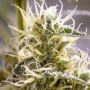 Brothers Grimm Seeds Green Avenger Smoke Buds Weed Ganja Skunk Dope Pot Images Pics Nuggets