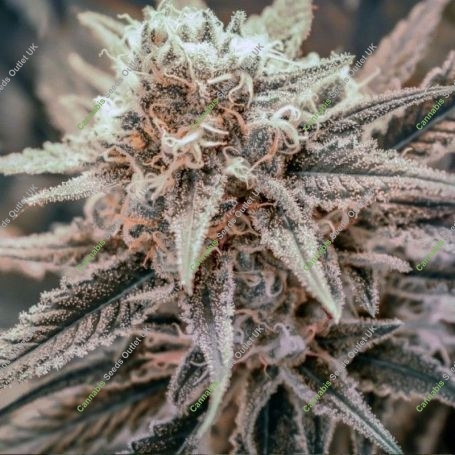 Killer Queen Regular Marijuana Strain by Brothers Grimm Seeds For Sale Online at Cannabis Seeds Outlet