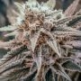 Killer Queen Regular Marijuana Strain by Brothers Grimm Seeds For Sale Online at Cannabis Seeds Outlet