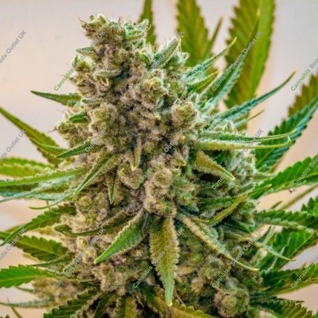 Princess Haze Regular Marijuana Strain by Brothers Grimm Seeds For Sale Online at Cannabis Seeds Outlet
