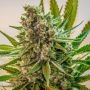 Princess Haze Regular Marijuana Strain by Brothers Grimm Seeds For Sale Online at Cannabis Seeds Outlet