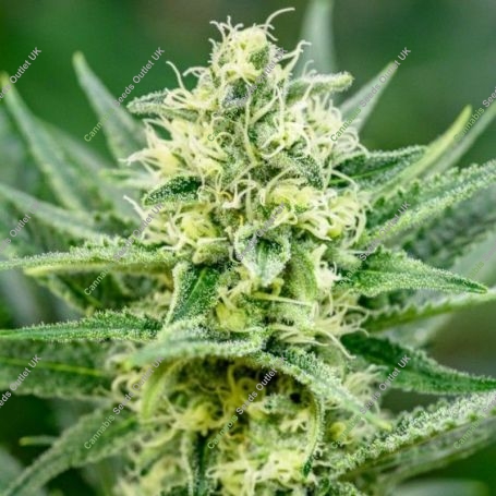 Queen of Soul Regular Marijuana Strain by Brothers Grimm Seeds For Sale Online at Cannabis Seeds Outlet