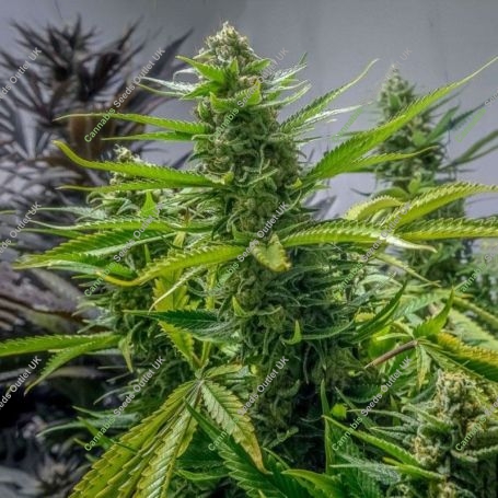 Rosetta Stone Regular Marijuana Strain by Brothers Grimm Seeds For Sale Online at Cannabis Seeds Outlet
