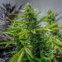 Rosetta Stone Regular Marijuana Strain by Brothers Grimm Seeds For Sale Online at Cannabis Seeds Outlet