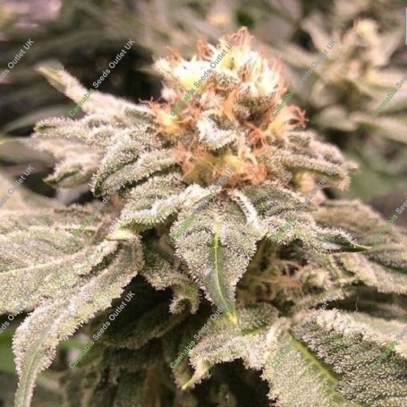 Altar Bread Feminized Marijuana Strain by Cannarado Genetics For Sale Online at Cannabis Seeds Outlet