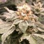 Altar Bread Feminized Marijuana Strain by Cannarado Genetics For Sale Online at Cannabis Seeds Outlet