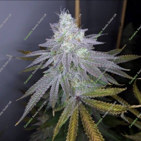 Apple Sundae Feminized Marijuana Strain by Cannarado Genetics For Sale Online at Cannabis Seeds Outlet