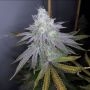 Apple Sundae Feminized Marijuana Strain by Cannarado Genetics For Sale Online at Cannabis Seeds Outlet