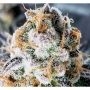 Cannarado Genetics Apple Sundae Smoke Buds Weed Ganja Skunk Dope Pot Images Pics Nuggets