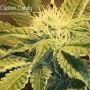 Carbon Candy Feminized Marijuana Strain by Cannarado Genetics For Sale Online at Cannabis Seeds Outlet
