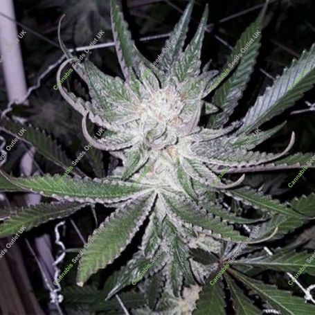 Dubble Grape Regular Marijuana Strain by Cannarado Genetics For Sale Online at Cannabis Seeds Outlet