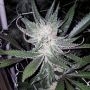 Dubble Grape Regular Marijuana Strain by Cannarado Genetics For Sale Online at Cannabis Seeds Outlet