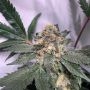 Fresh Biscotti Regular Marijuana Strain by Cannarado Genetics For Sale Online at Cannabis Seeds Outlet