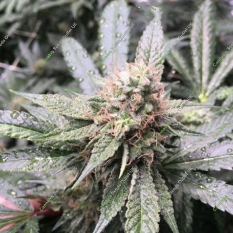 Grape Nana Regular Marijuana Strain by Cannarado Genetics For Sale Online at Cannabis Seeds Outlet