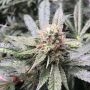 Grape Nana Regular Marijuana Strain by Cannarado Genetics For Sale Online at Cannabis Seeds Outlet