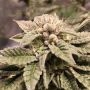 Cannarado Genetics La Quinceanera Smoke Buds Weed Ganja Skunk Dope Pot Images Pics Nuggets