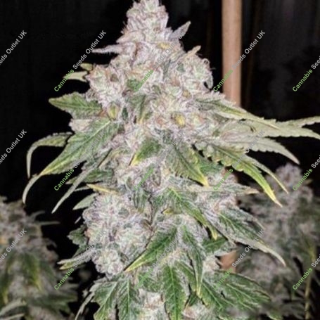 Lemon Slushee Regular Marijuana Strain by Cannarado Genetics For Sale Online at Cannabis Seeds Outlet