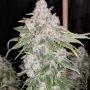 Lemon Slushee Regular Marijuana Strain by Cannarado Genetics For Sale Online at Cannabis Seeds Outlet