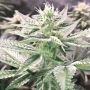 Cannarado Genetics Single Scoop Smoke Buds Weed Ganja Skunk Dope Pot Images Pics Nuggets