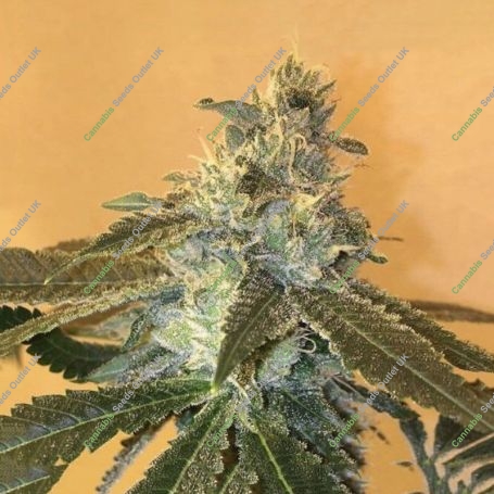 Uber Feminized Marijuana Strain by Cannarado Genetics For Sale Online at Cannabis Seeds Outlet