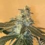 Uber Feminized Marijuana Strain by Cannarado Genetics For Sale Online at Cannabis Seeds Outlet
