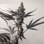 Valley Sundae Feminized Marijuana Strain by Cannarado Genetics For Sale Online at Cannabis Seeds Outlet