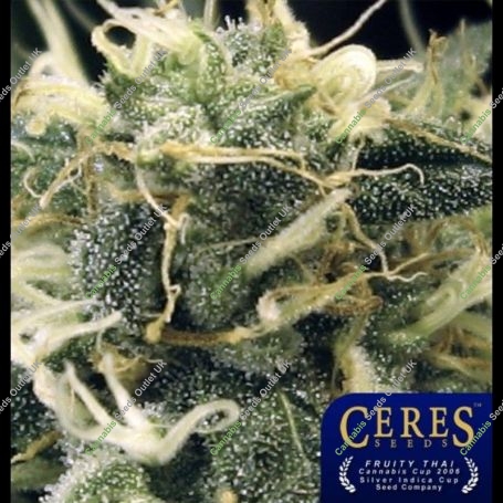 Fruity Thai Regular Marijuana Strain by Ceres Seeds For Sale Online at Cannabis Seeds Outlet