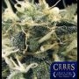 Fruity Thai Regular Marijuana Strain by Ceres Seeds For Sale Online at Cannabis Seeds Outlet