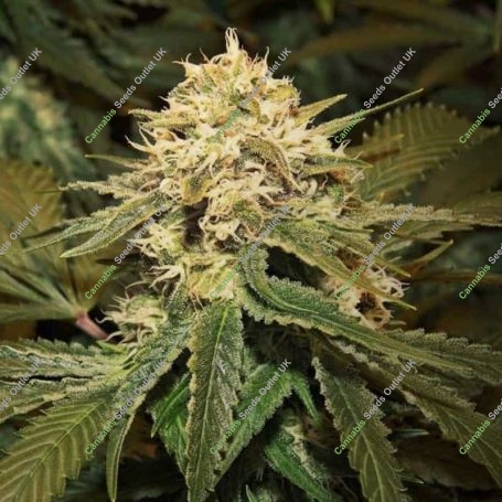 Hollands Hope Feminized Marijuana Strain by Ceres Seeds For Sale Online at Cannabis Seeds Outlet