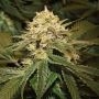 Hollands Hope Feminized Marijuana Strain by Ceres Seeds For Sale Online at Cannabis Seeds Outlet