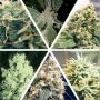 Ceres Seeds Indoor Mix Smoke Buds Weed Ganja Skunk Dope Pot Images Pics Nuggets