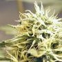 Kush Regular Marijuana Strain by Ceres Seeds For Sale Online at Cannabis Seeds Outlet