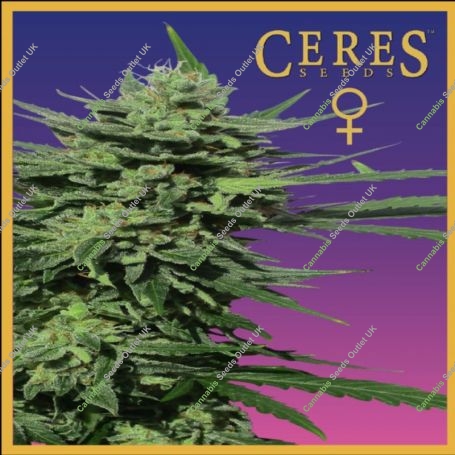 Lemonesia Feminized Marijuana Strain by Ceres Seeds For Sale Online at Cannabis Seeds Outlet