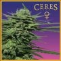 Lemonesia Feminized Marijuana Strain by Ceres Seeds For Sale Online at Cannabis Seeds Outlet
