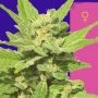 Ceres Seeds Lemonesia Smoke Buds Weed Ganja Skunk Dope Pot Images Pics Nuggets