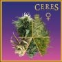 Mix Feminized Marijuana Strain by Ceres Seeds For Sale Online at Cannabis Seeds Outlet