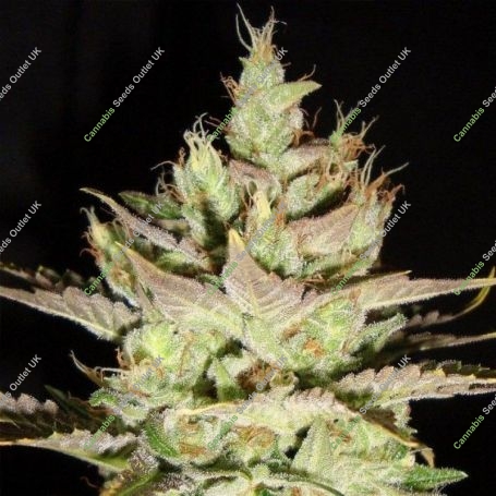 Northern Lights x Skunk 1 Regular Marijuana Strain by Ceres Seeds For Sale Online at Cannabis Seeds Outlet