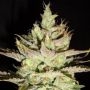 Northern Lights x Skunk 1 Regular Marijuana Strain by Ceres Seeds For Sale Online at Cannabis Seeds Outlet