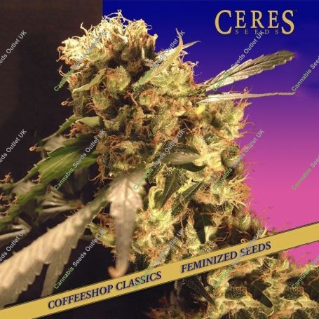 Orange Bud Feminized Marijuana Strain by Ceres Seeds For Sale Online at Cannabis Seeds Outlet